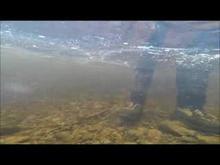 GOPRO LIVE RELEASE - Cains River Salmon