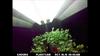 #EcoPoints...Time Lapse of Herbs Growing